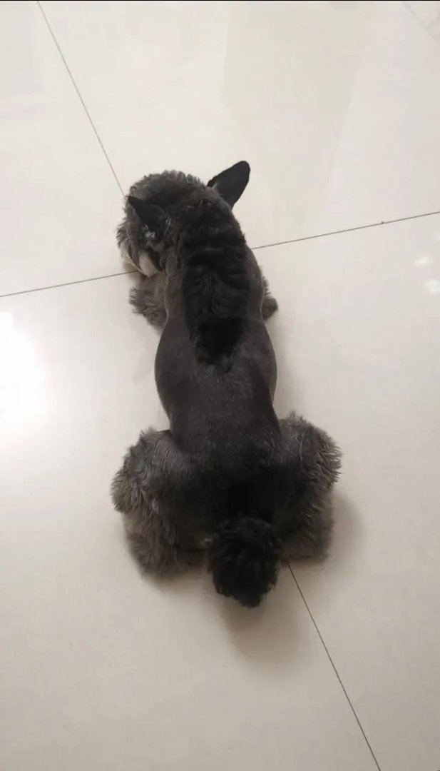 为什么很多养过雪纳瑞的人,都不愿意再养其他的狗呢?