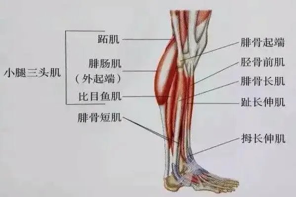 胫腓骨位置图