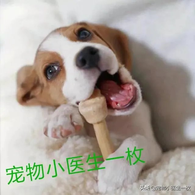 为什么我家狗狗每次突然见到主人我，都会尿失禁？