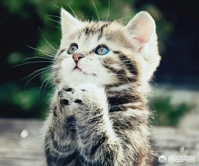 小猫死了拿去挂树被别的猫看见了有什么忌讳吗?