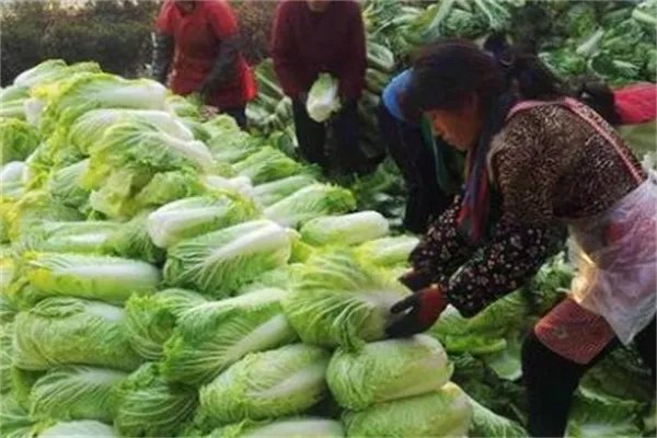 重庆一男博士1个月6次偷菜被抓，偷菜这种行为是否已经违法了？