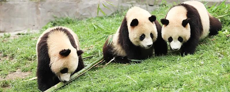 大熊猫爱吃的竹子实际是什么 熊猫爱吃的竹子实际上是什么