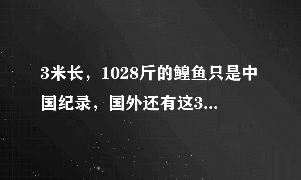 3米长，1028斤的鳇鱼只是中国纪录，国外还有这3种超级大鱼