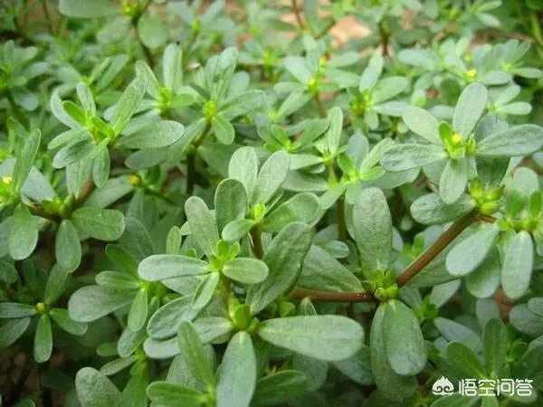 农村田野很多野菜都冒出了头,什么野菜是这个时节比较好采又好吃的?