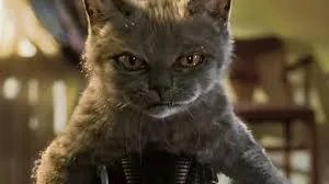 小猫死了拿去挂树被别的猫看见了有什么忌讳吗?