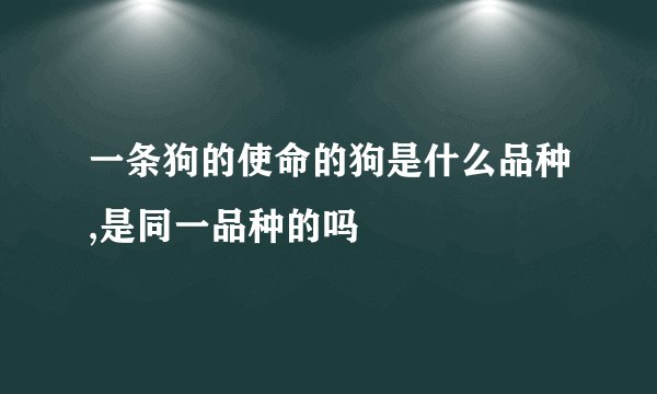 一条狗的使命的狗是什么品种,是同一品种的吗