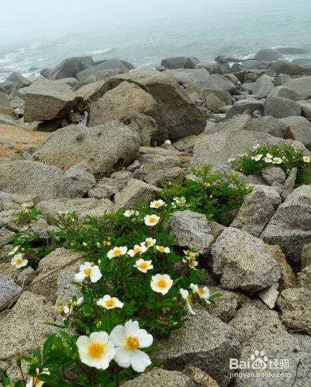 菊花岛旅游攻略