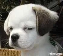 冯提莫因会计门事件被央视点名批评,为什么最近反而活跃在各大卫视的歌唱比赛和选秀节目上?