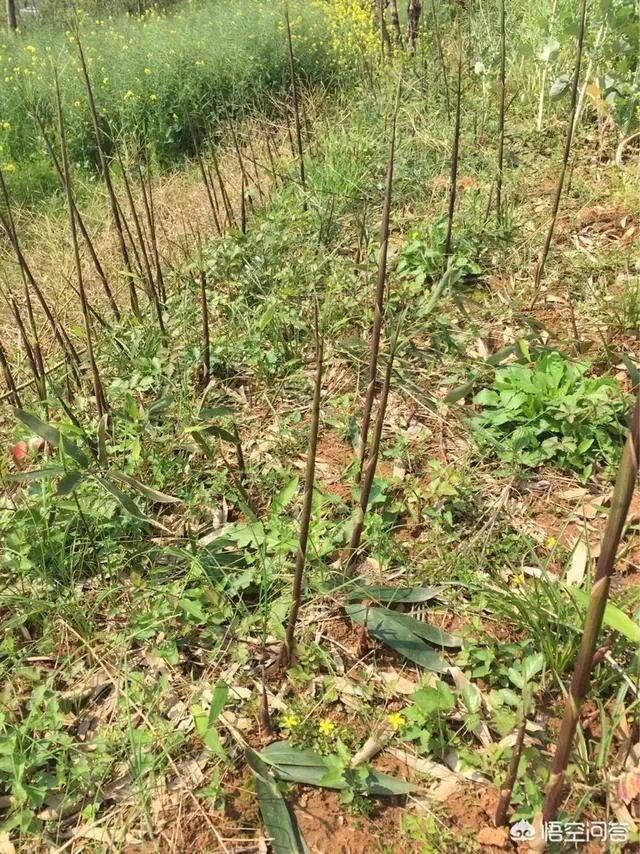 农村田野很多野菜都冒出了头,什么野菜是这个时节比较好采又好吃的?