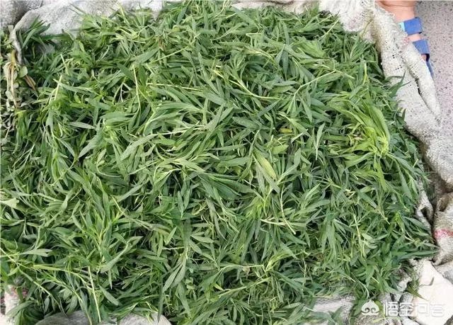 农村田野很多野菜都冒出了头,什么野菜是这个时节比较好采又好吃的?