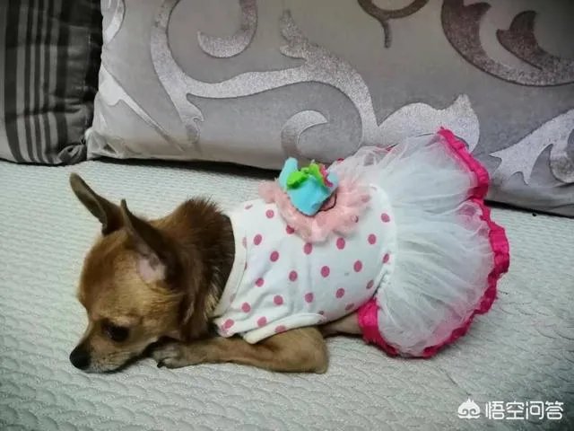 为什么我家狗狗每次突然见到主人我,都会尿失禁?