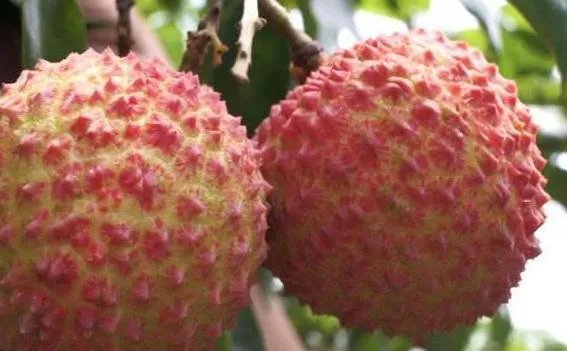 400多年历史的“挂绿母树”,一颗荔枝被竞拍出55万,你是怎么看待?